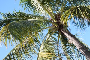 Castaway Cay palm tree